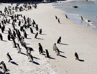 Boulders Beach Penguins at Simon's Town